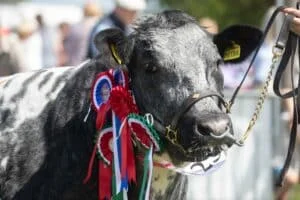 Nottinghamshire County Show