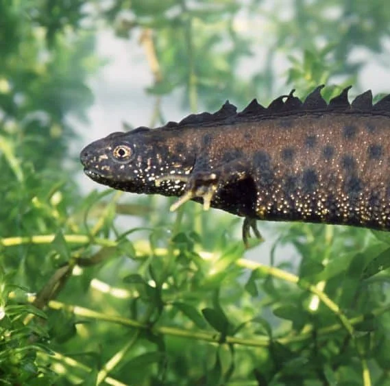 Great Crested Newt