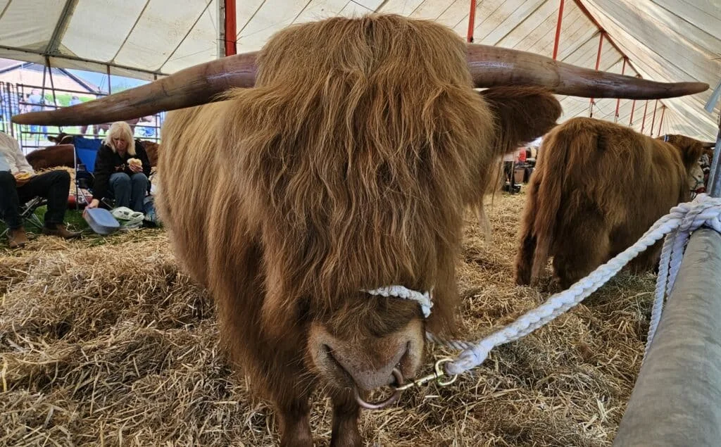 A Highland Cattle at the Nottinghamshire County Show helped swell the numbers of entries into the livestock competition.